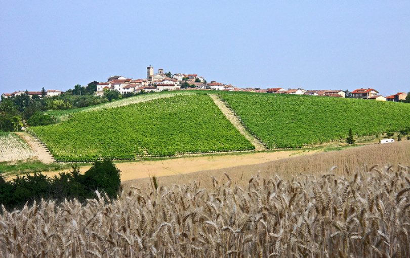 Dopo l'orzo al via la trebbiatura del grano in Monferrato